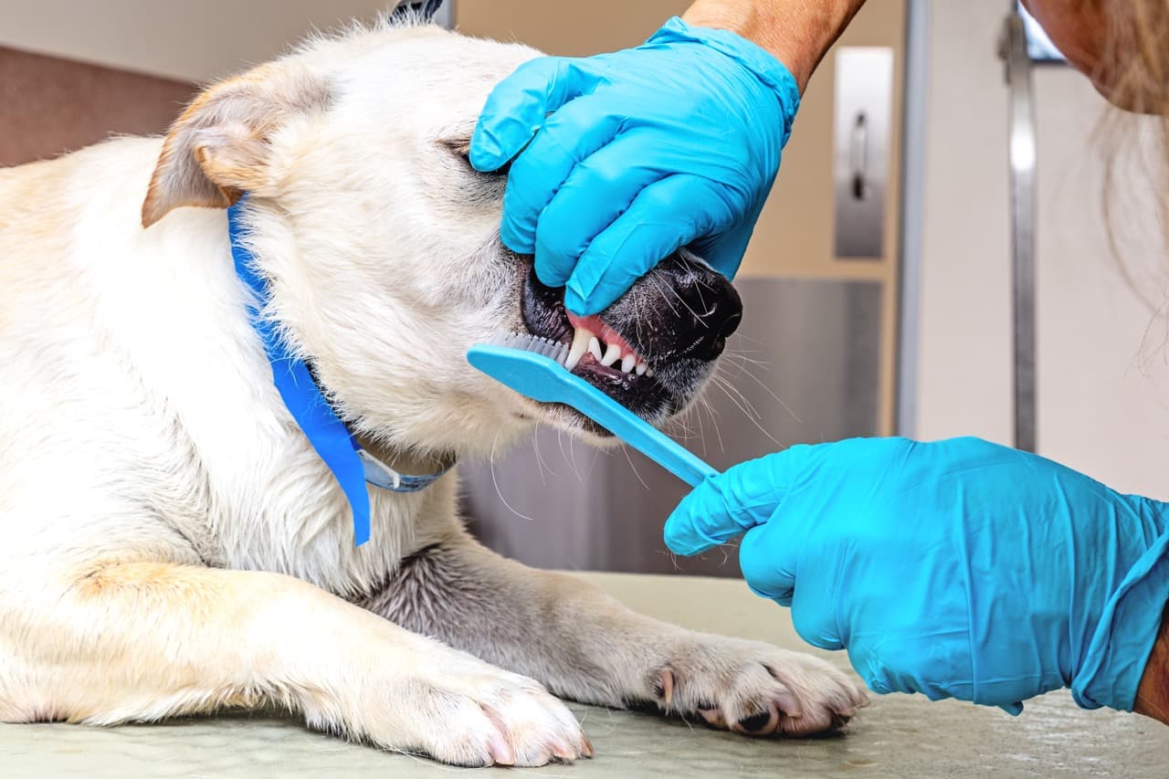 Dog Dental Cleaning